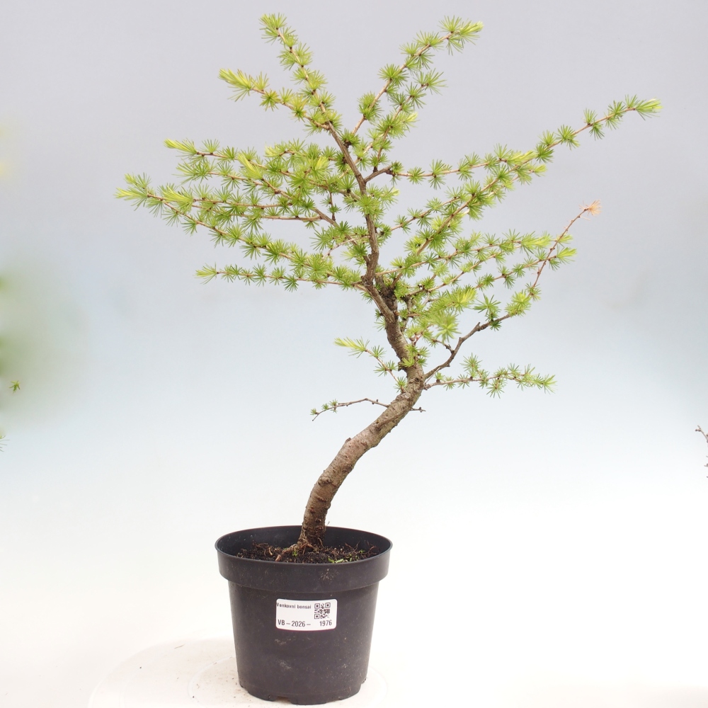 Bonsai zewnętrzne - Larix decidua - Modrzew