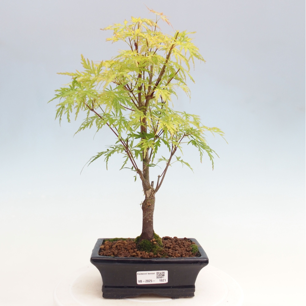 Outdoor bonsai - Acer palmatum Dissectum - Klon japoński 