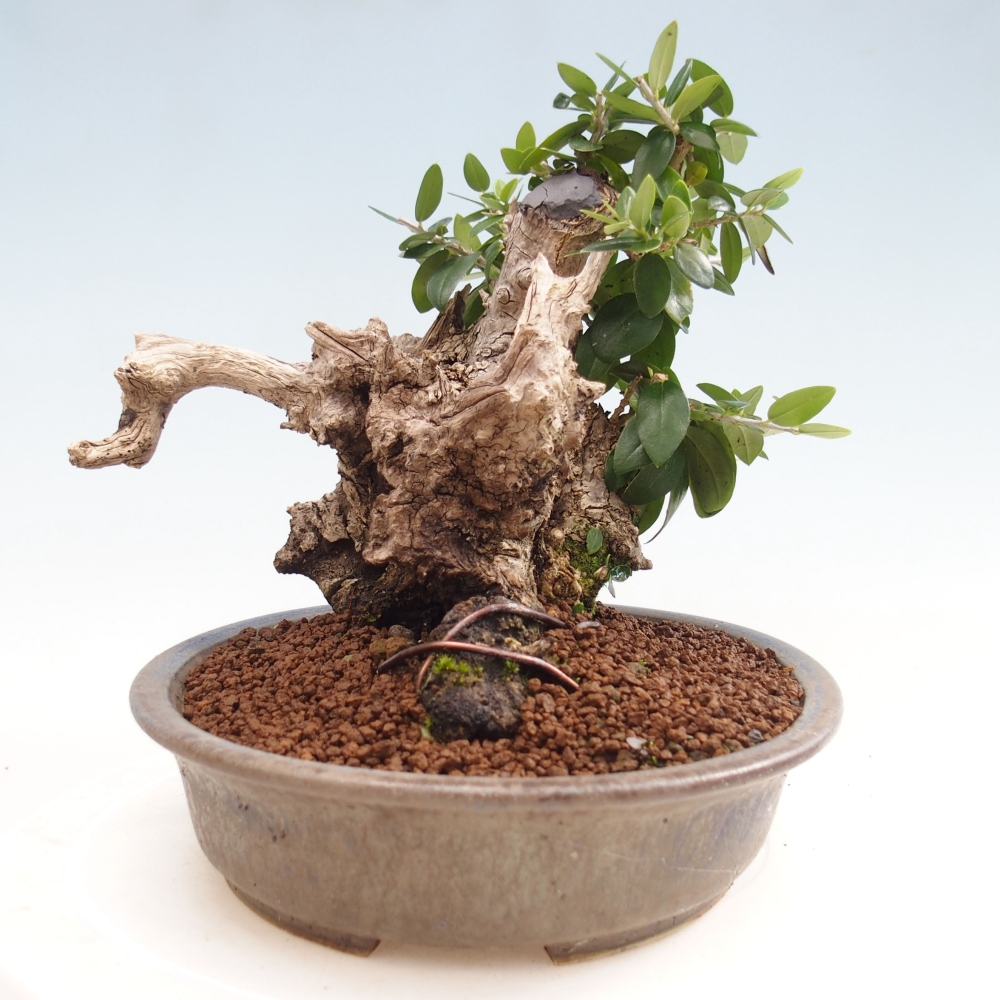 Kryte bonsai - Olea europaea sylvestris - Europejska oliwa z małych liści