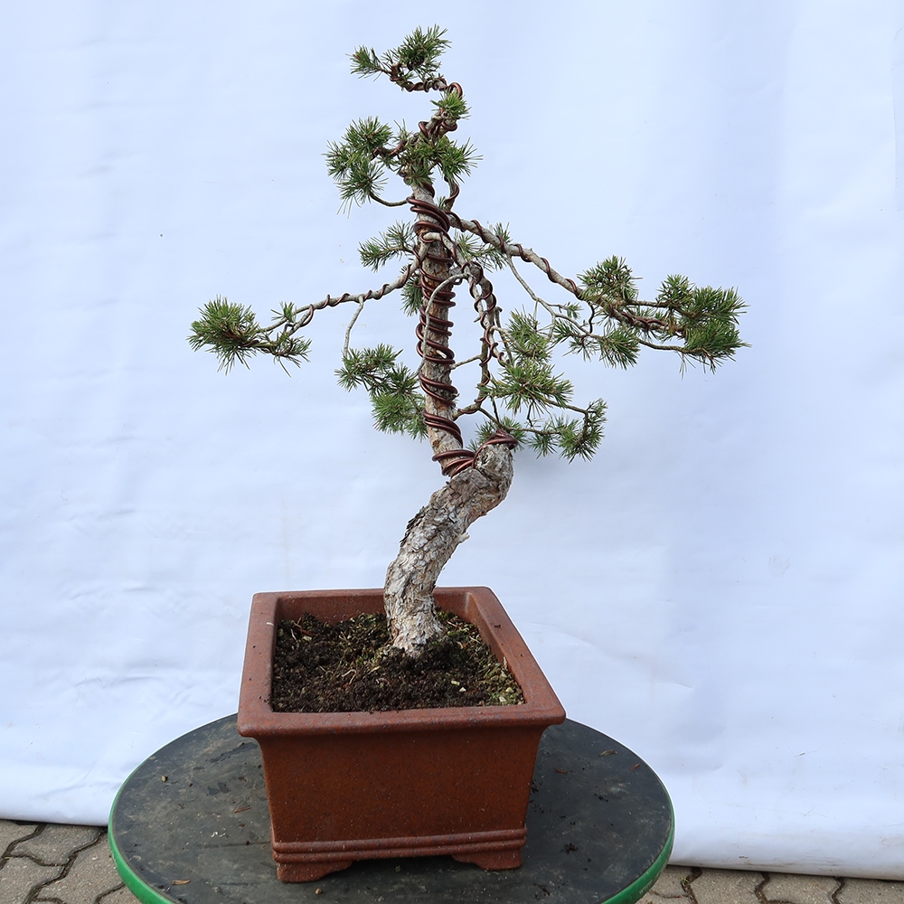 Pinus sylvestris Hiszpania – sosna zwyczajna