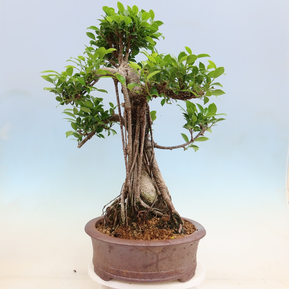 Pokój bonsai - Ficus kimmen - figowiec drobnolistny
