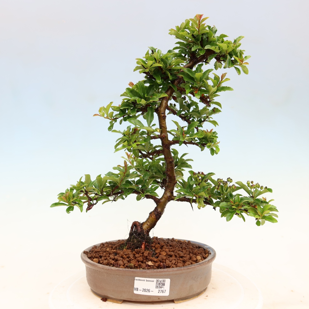 Bonsai ogrodowe – Pyracantha teton – ognik szkarłatny