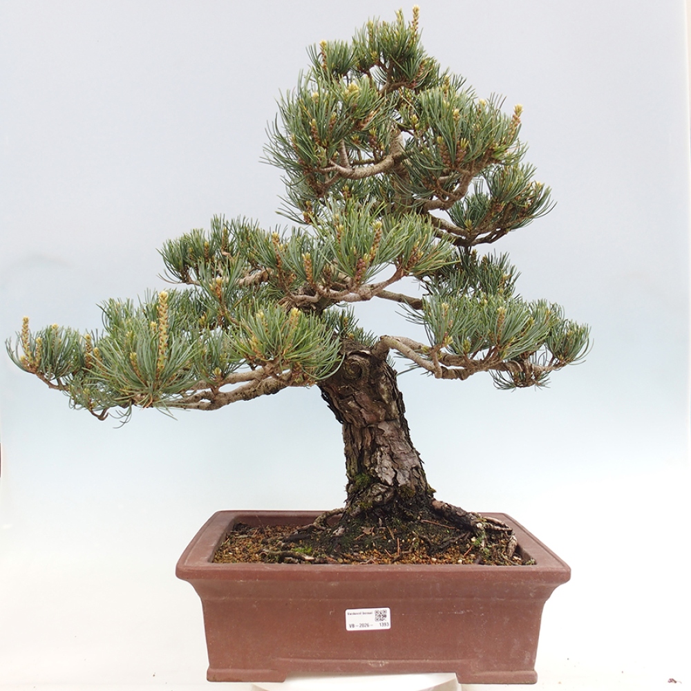 Outdoor bonsai - Pinus parviflora - Pinus parviflora