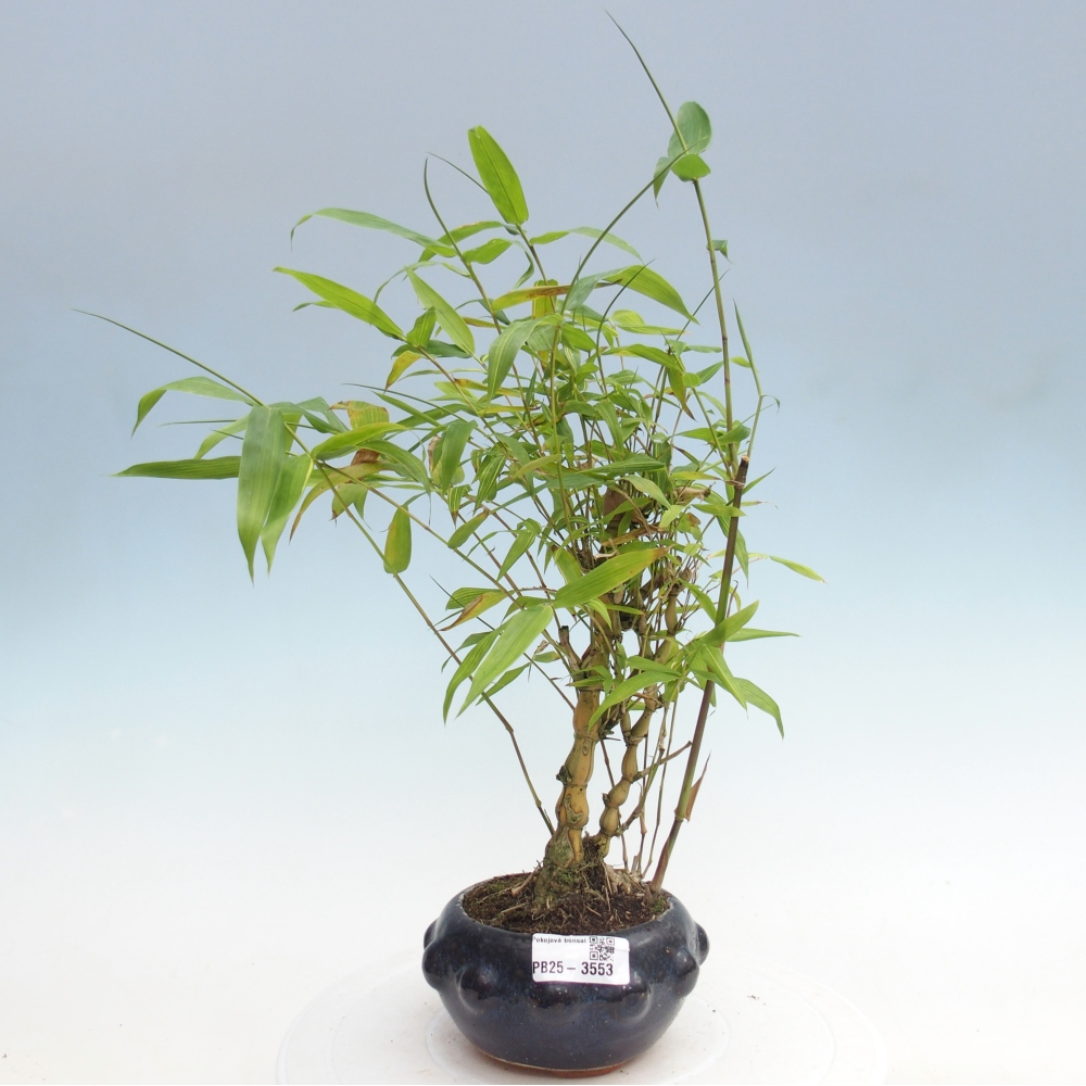 Room bonsai - Bamboo budha - Bamboo budha belly