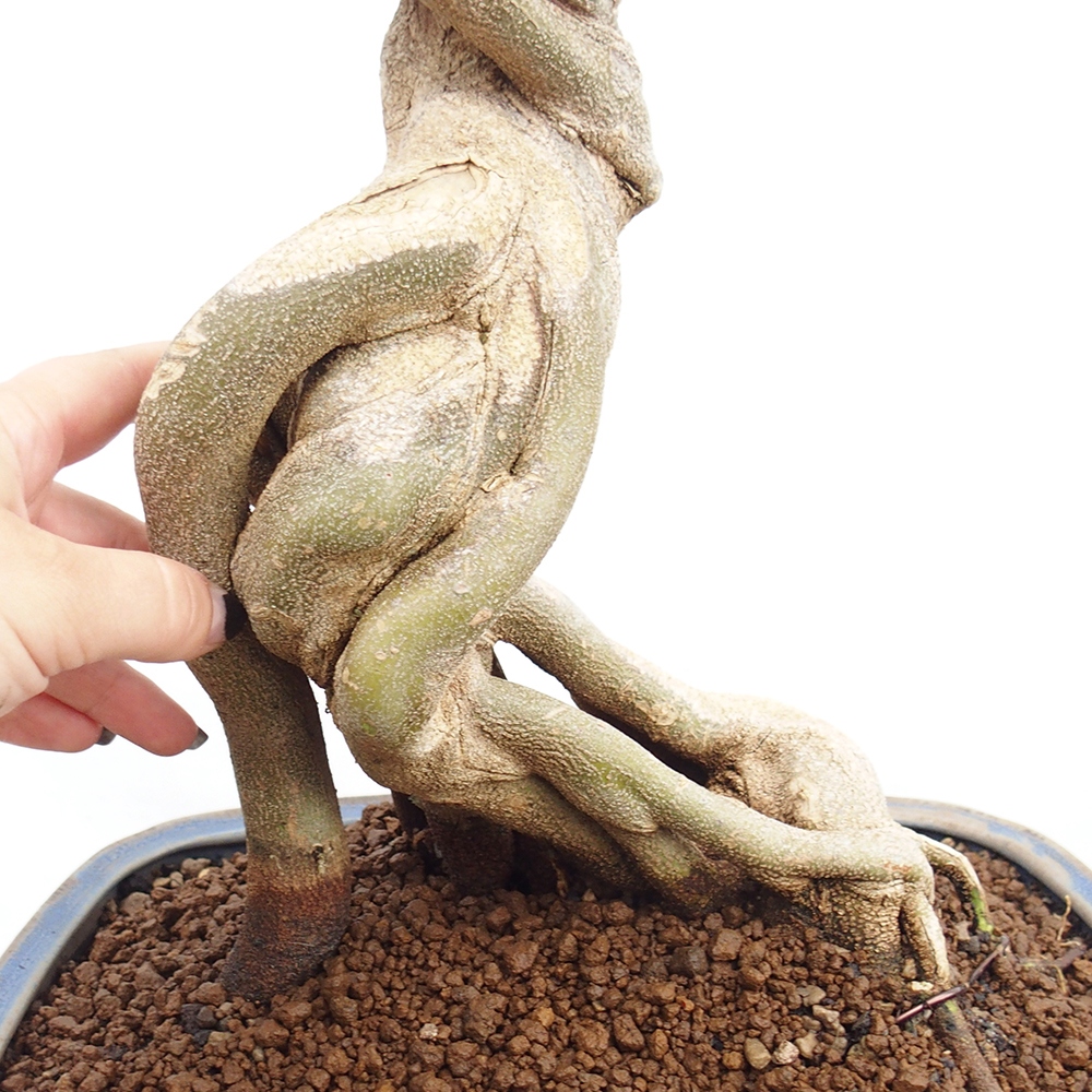 Outdoor bonsai - Maple Buergerianum - Burger Maple