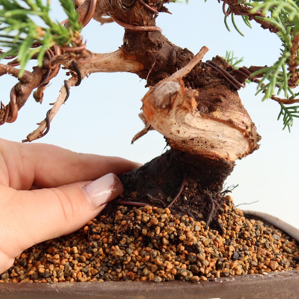 Outdoor bonsai - Juniperus chinensis Itoigawa - Jałowiec chiński