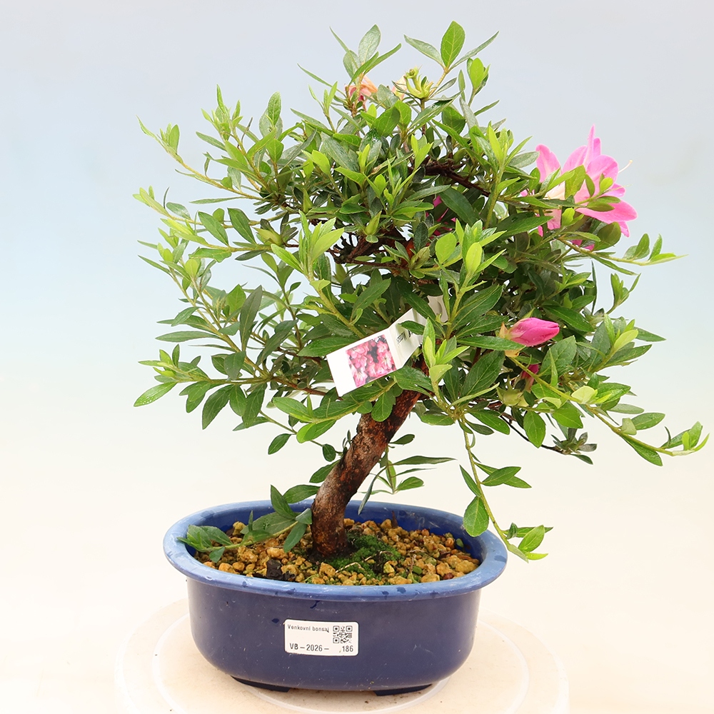 Outdoor bonsai - Azalia japońska - Azalia Yoko