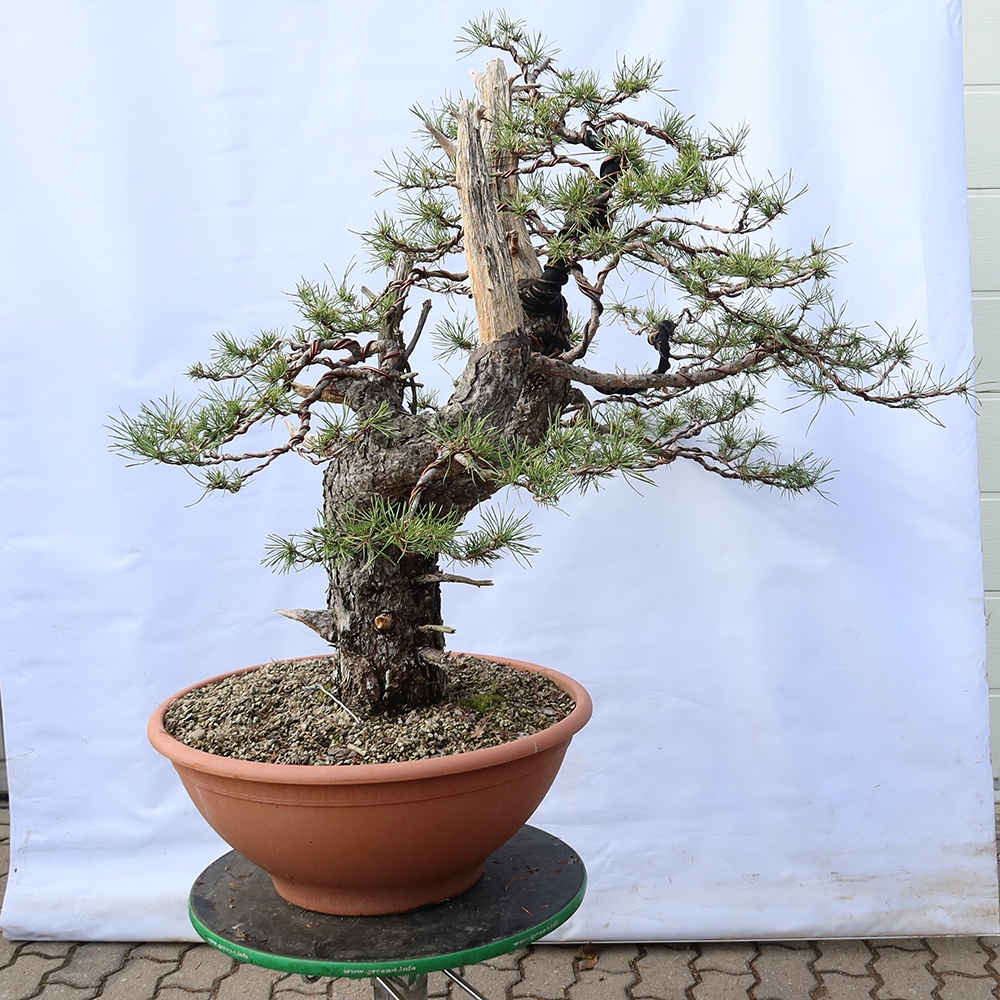 Pinus sylvestris Hiszpania – sosna zwyczajna