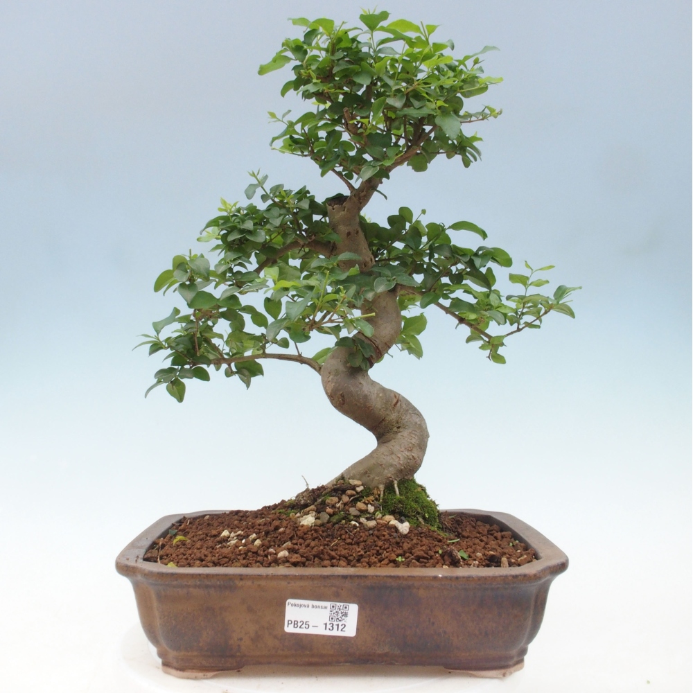 Kryte bonsai - Ligustrum chinensis - widok z lotu ptaka