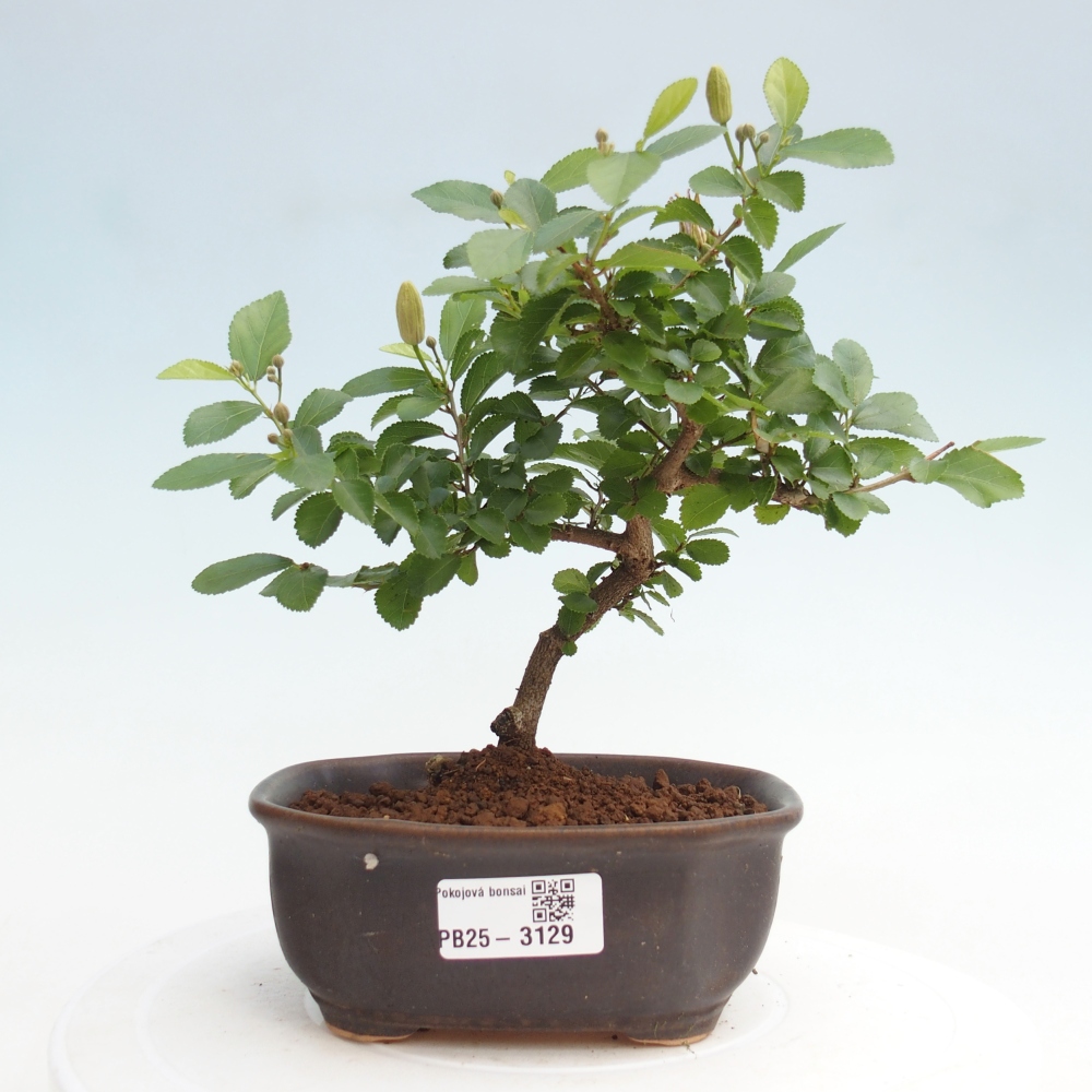 Kryty bonsai - Grewia occidentalis - Lawendowa gwiazda