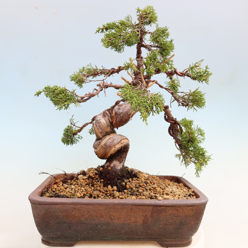 Bonsai ogrodowe – Juniperus chinensis Itoigawa – jałowiec chiński