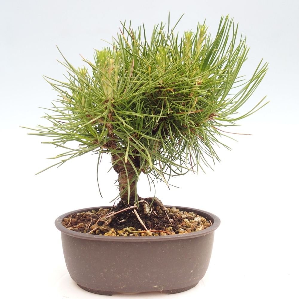 Bonsai ogrodowe - Pinus thunbergii - Sosna Thunbergia