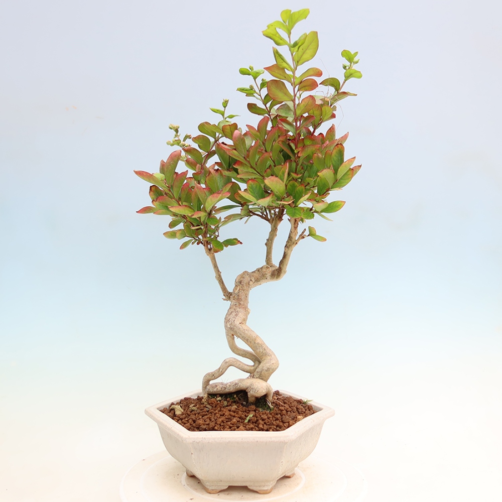 Bonsai pokojowe – Lagerstroemia indica – bz indyjski