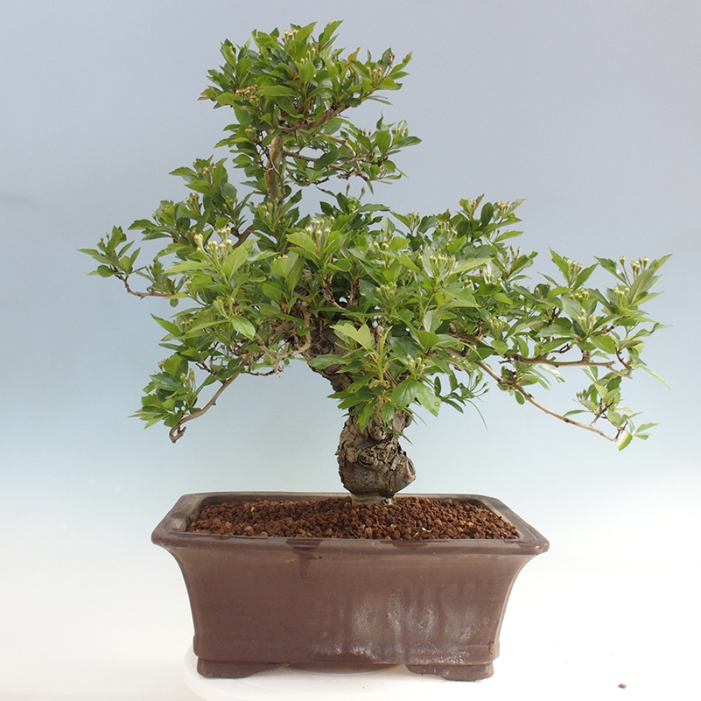 Outdoor bonsai - głóg - Crataegus cuneata