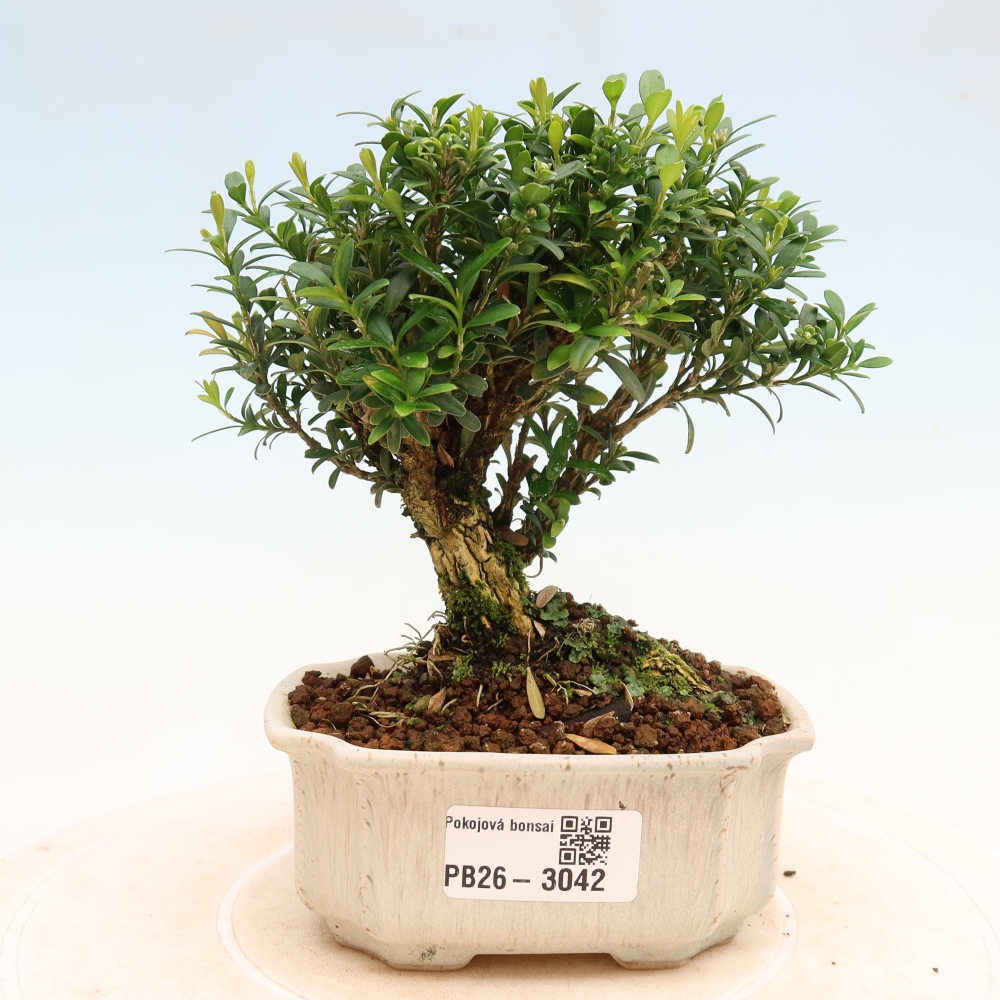 Pokój bonsai - Buxus harlandii - buxus korkowy