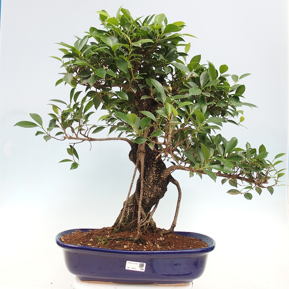 Bonsai pokojowe - Ficus kimmen - figowiec drobnolistny - WYŁĄCZNIE ODBIÓR OSOBISTY lub transport paletowy