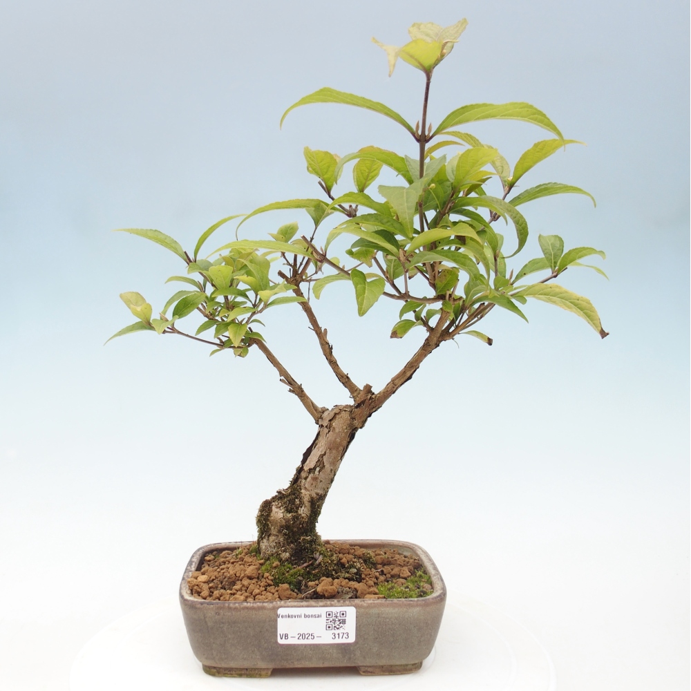Outdoor bonsai - callicarpa jap Leucocarpa
