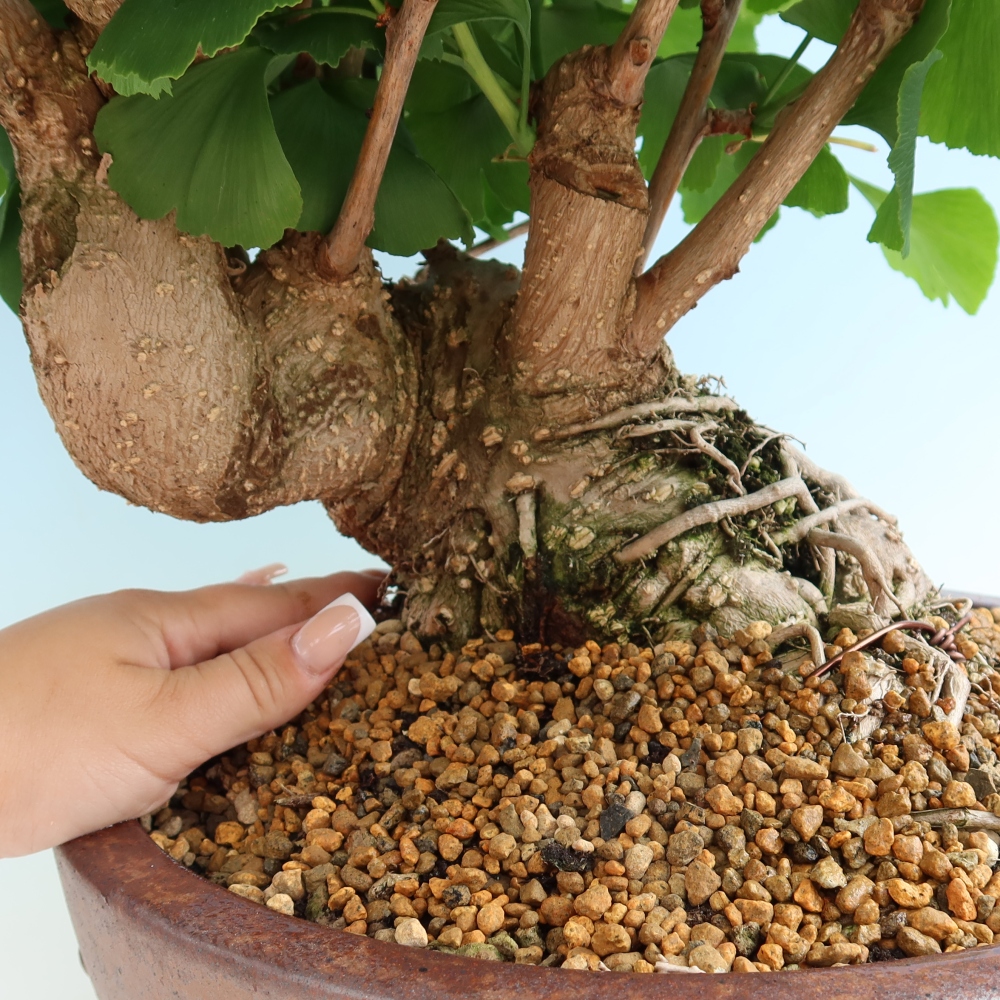 Outdoor bonsai - Ginkgo biloba - Miłorząb dwuklapowy