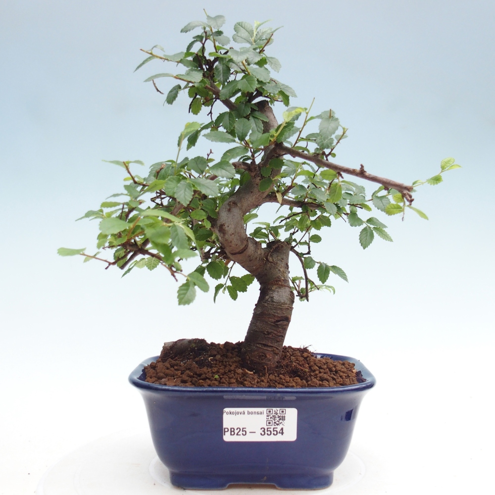 Pokój bonsai - Ulmus parvifolia - Wiąz drobnolistny