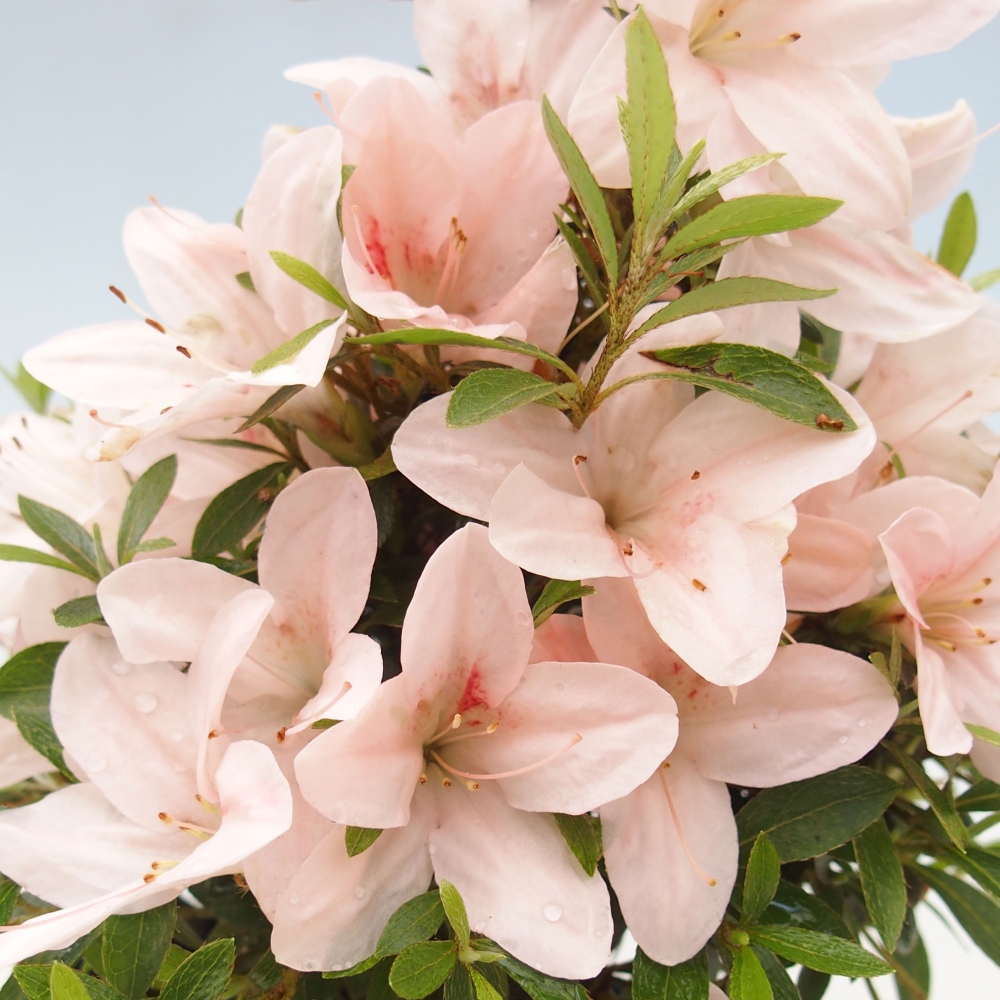 Bonsai ogrodowe - azalia japońska - Azalea Nikko