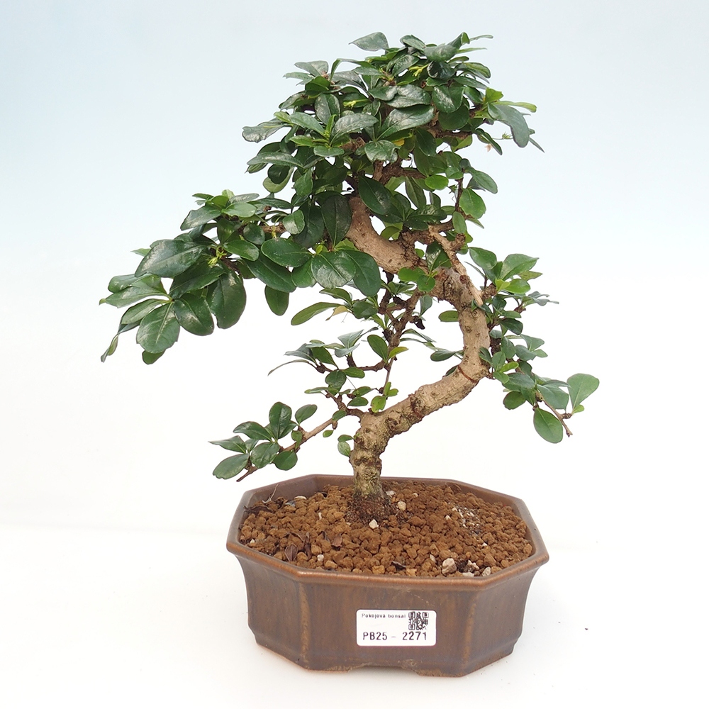 Pokój bonsai - Carmona macrophylla - Tea fuki