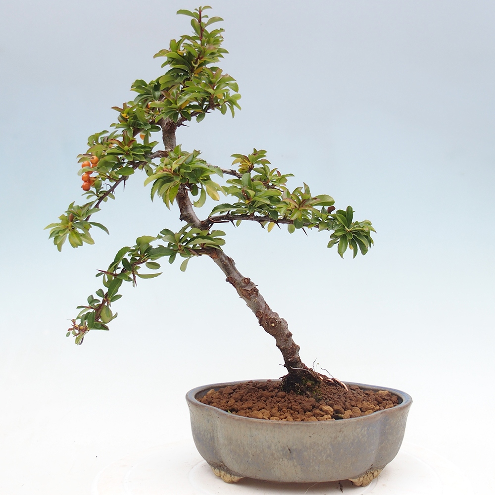 Outdoor bonsai-Pyracantha Teton -Hlox
