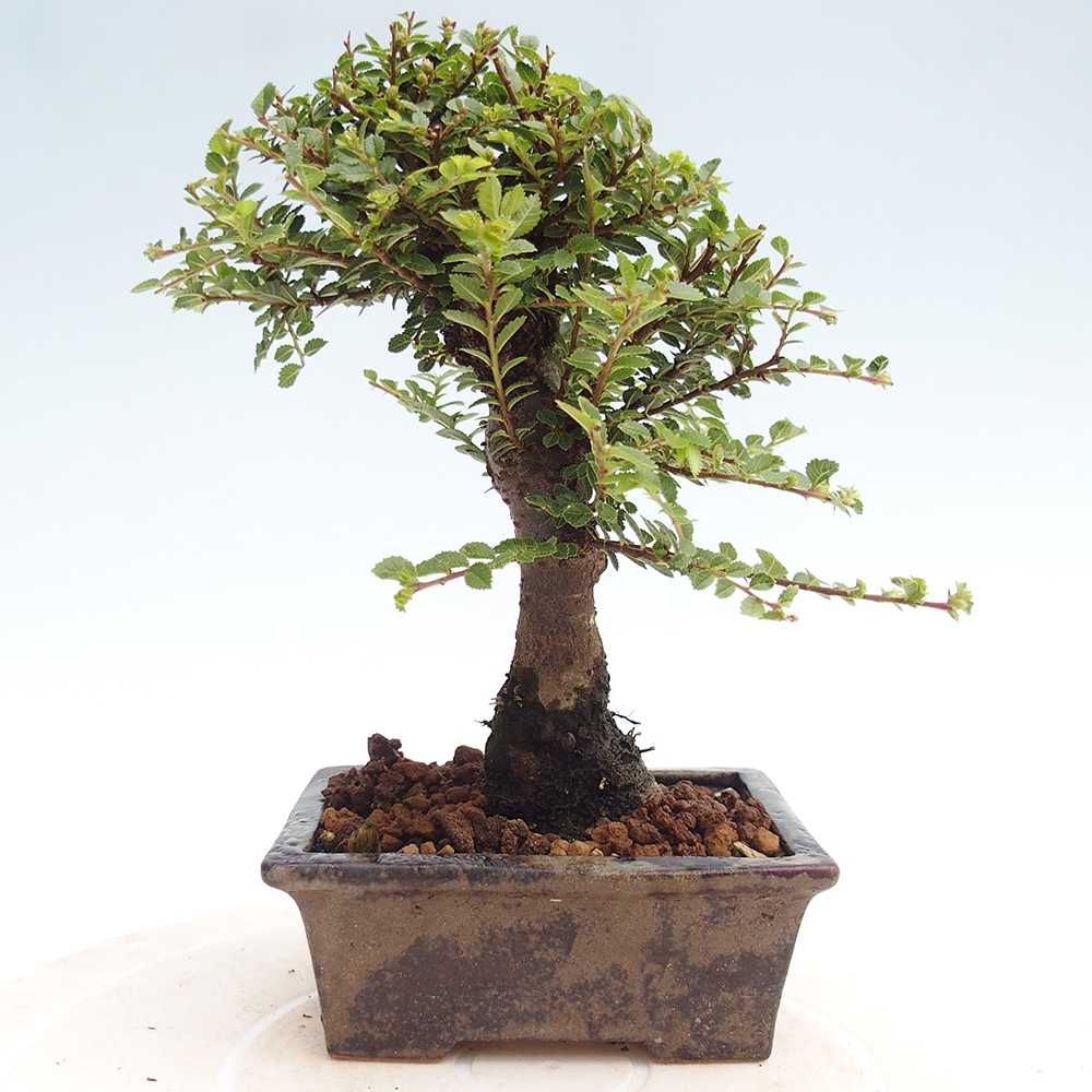Bonsai zewnętrzne - Ulmus parvifolia Hokkaido - wiąz chiński