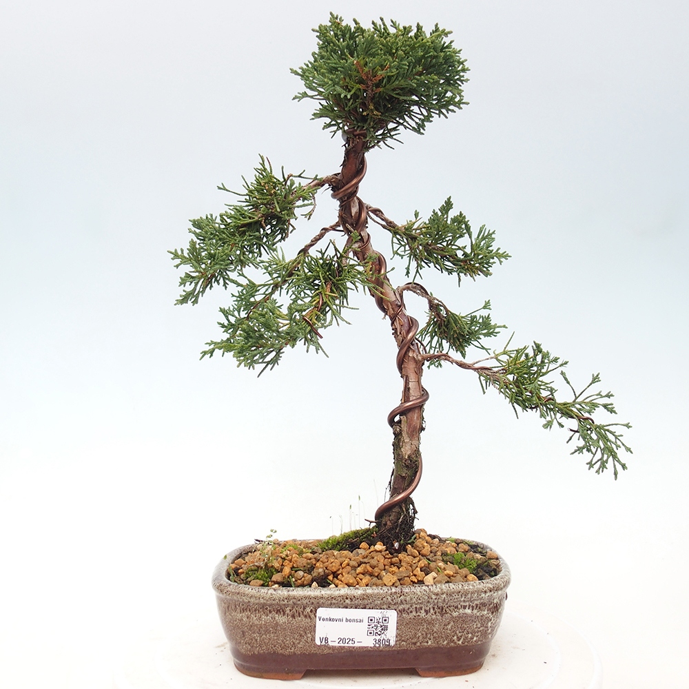 Outdoor bonsai - Juniperus chinensis Kishu