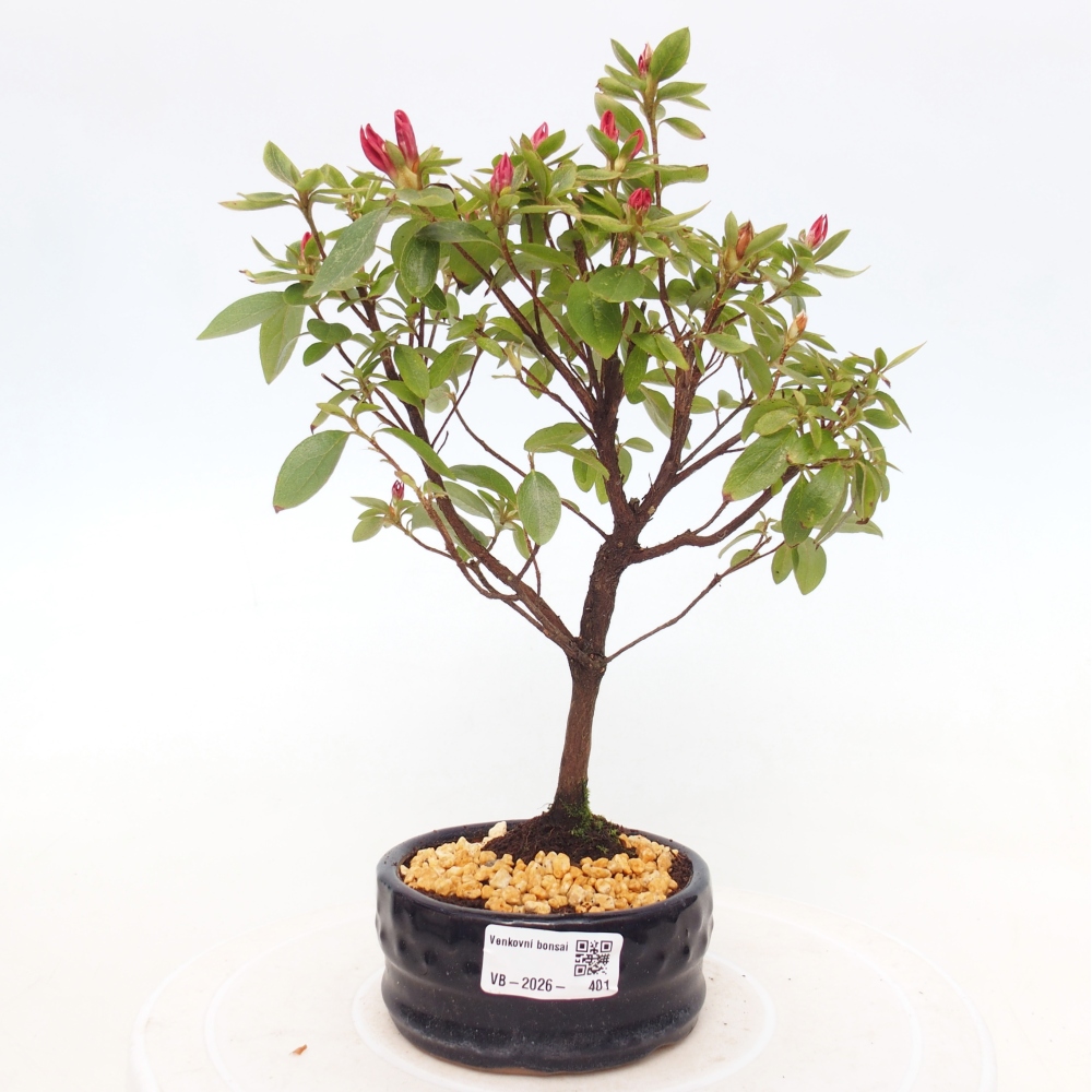 Outdoor bonsai - Azalia japońska - Azalea sp.