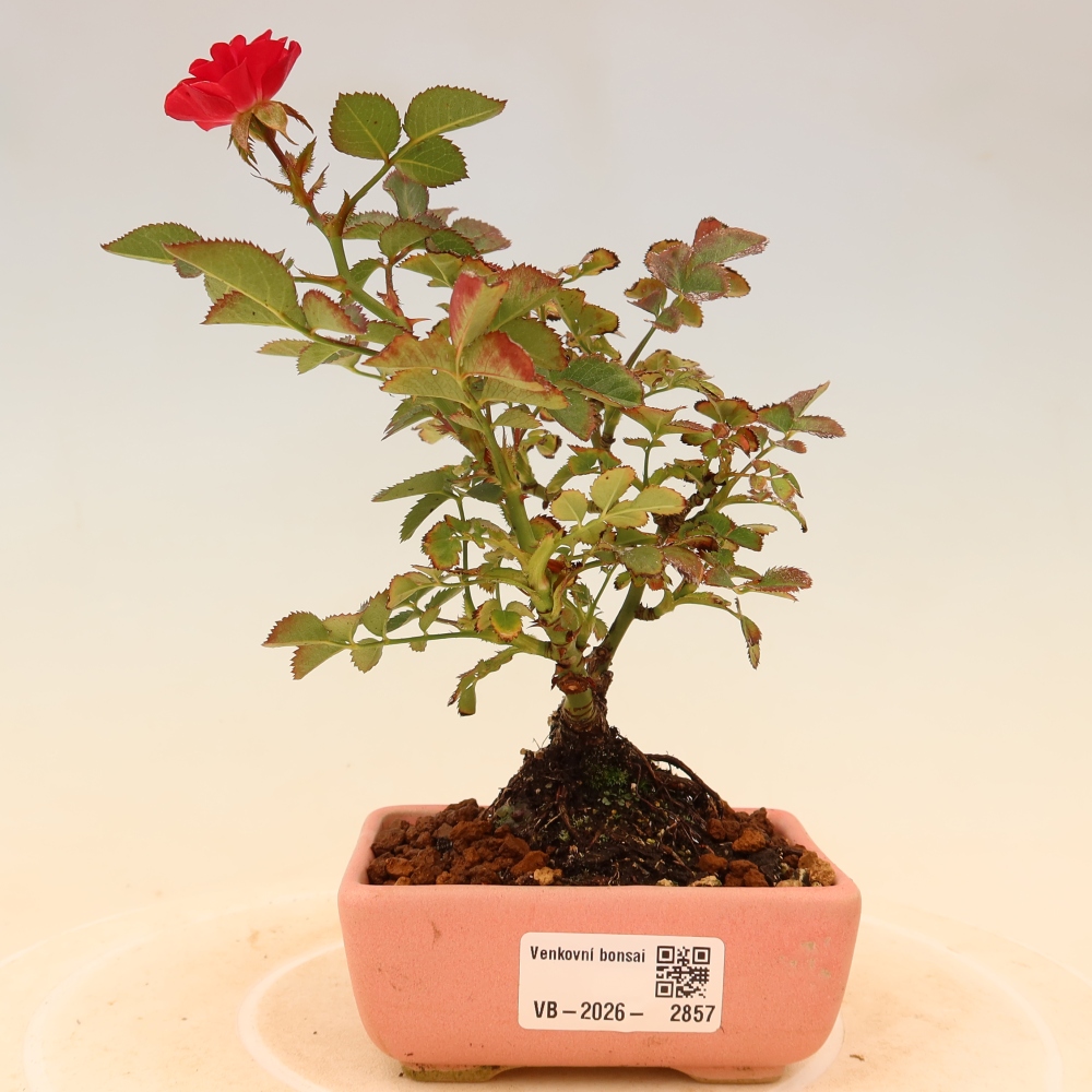 Bonsai ogrodowe – Rosa Kordes – róża