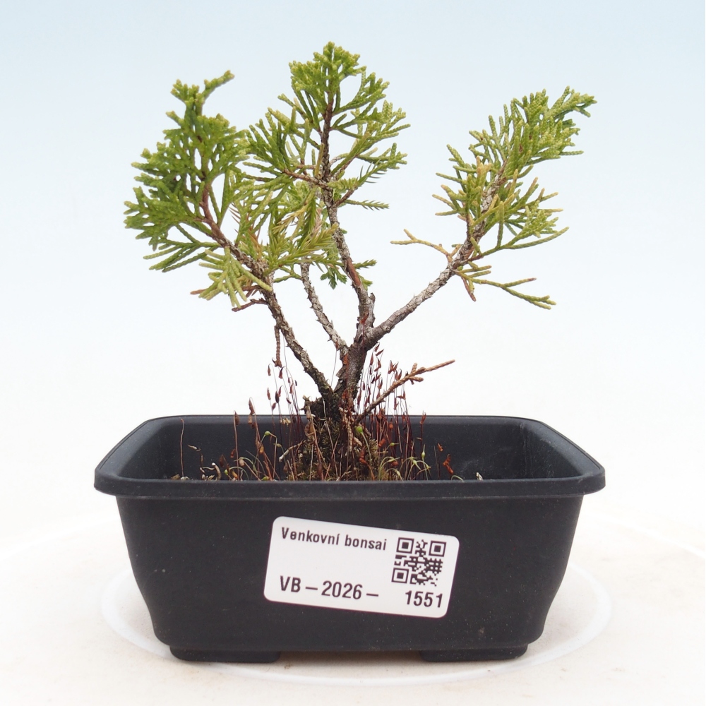 Outdoor bonsai - Juniperus chinensis Itoigawa