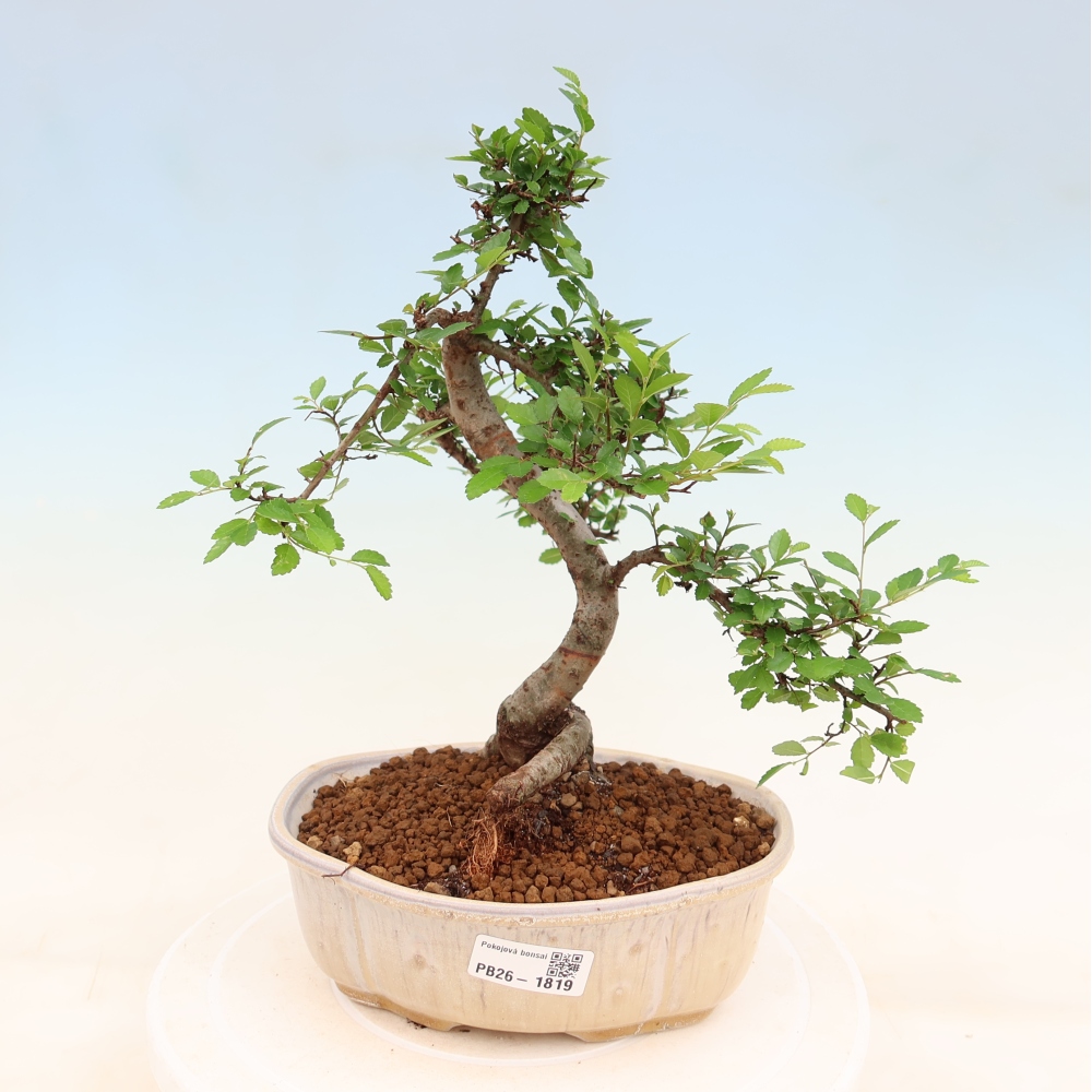 Pokój bonsai - Ulmus parvifolia - Wiąz drobnolistny