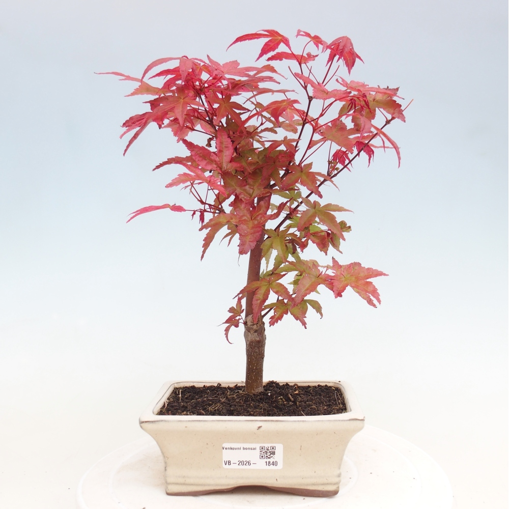 Outdoor bonsai - Acer palmatum DESHOJO