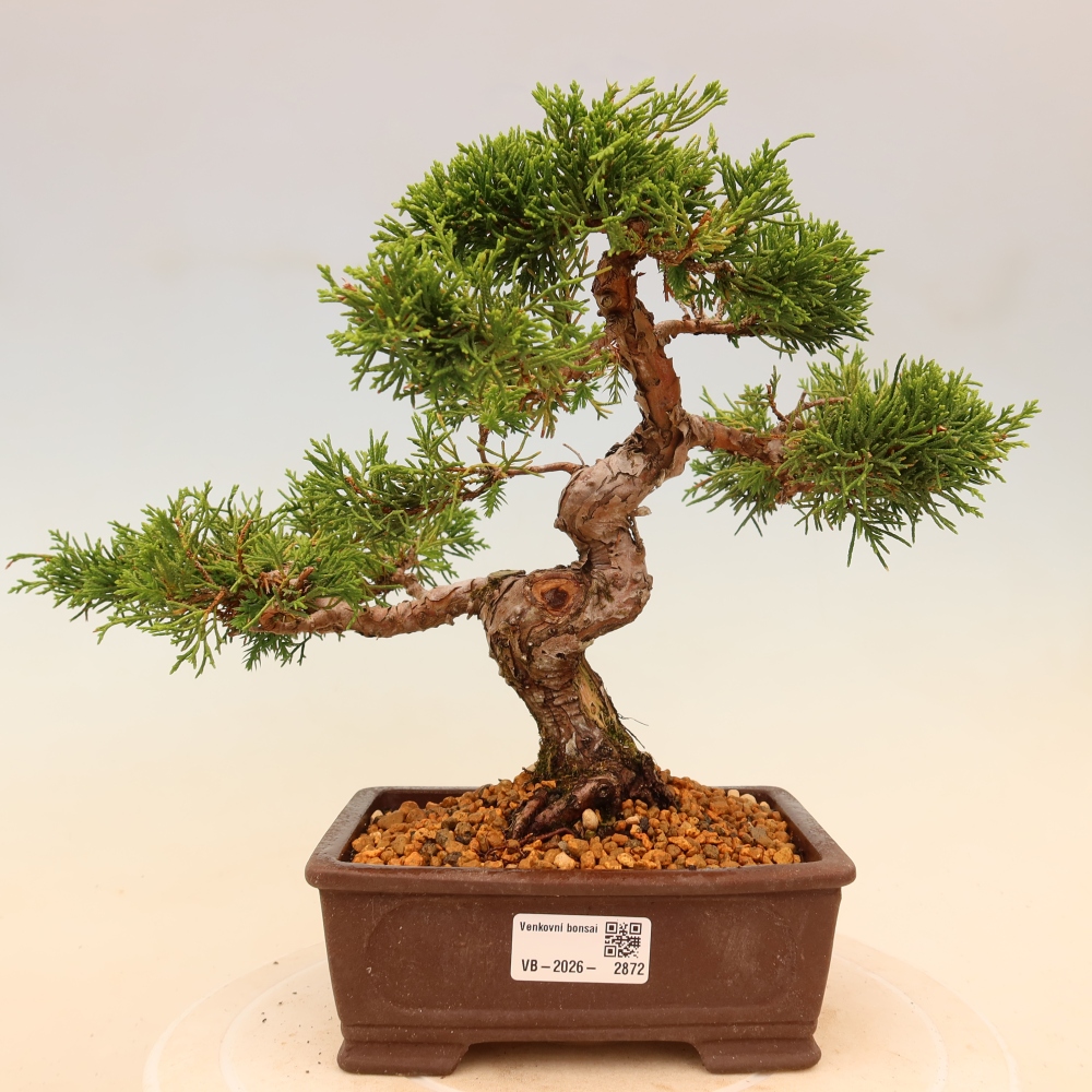 Outdoor bonsai - Juniperus chinensis Itoigawa