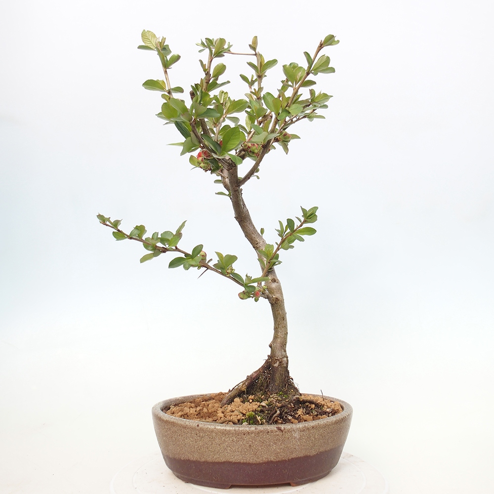 Outdoor bonsai - Chaneomeles sup. Nicoline - Pigwa