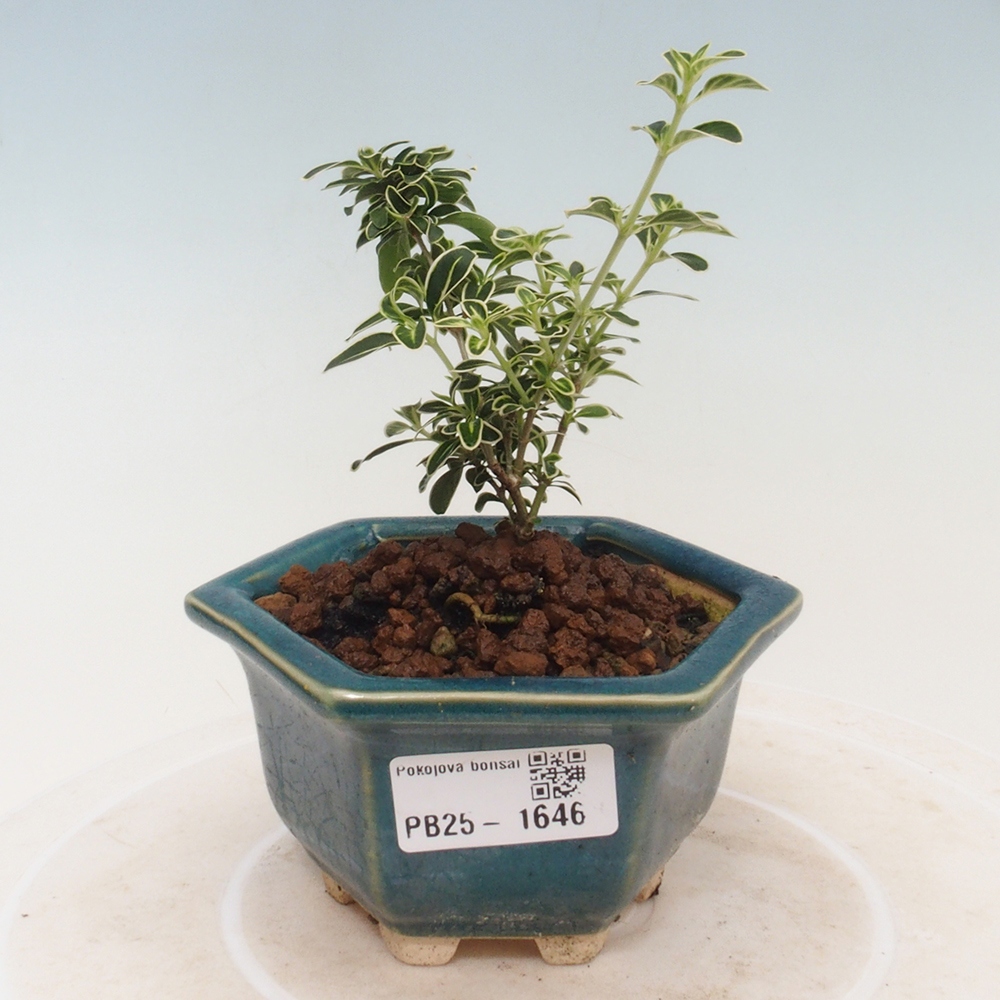 Bonsai do wnętrz - Serissa foetida Variegata - Drzewo tysiąca gwiazd