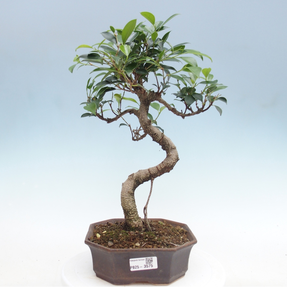 Pokój bonsai - Ficus retusa - figowiec drobnolistny