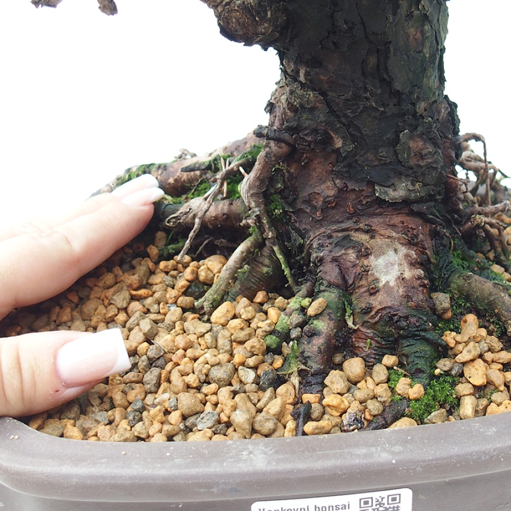 Outdoor bonsai - Pinus thunbergii Kotobuki - Sosna Thunberga