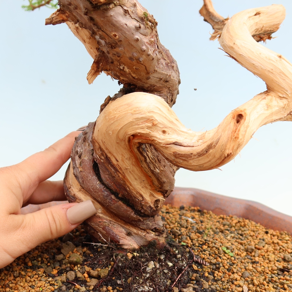 Bonsai ogrodowe – Juniperus chinensis Itoigawa – jałowiec chiński