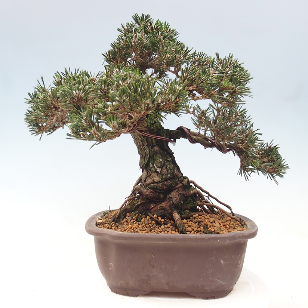 Outdoor bonsai - Pinus thunbergii Kotobuki - Sosna Thunberga