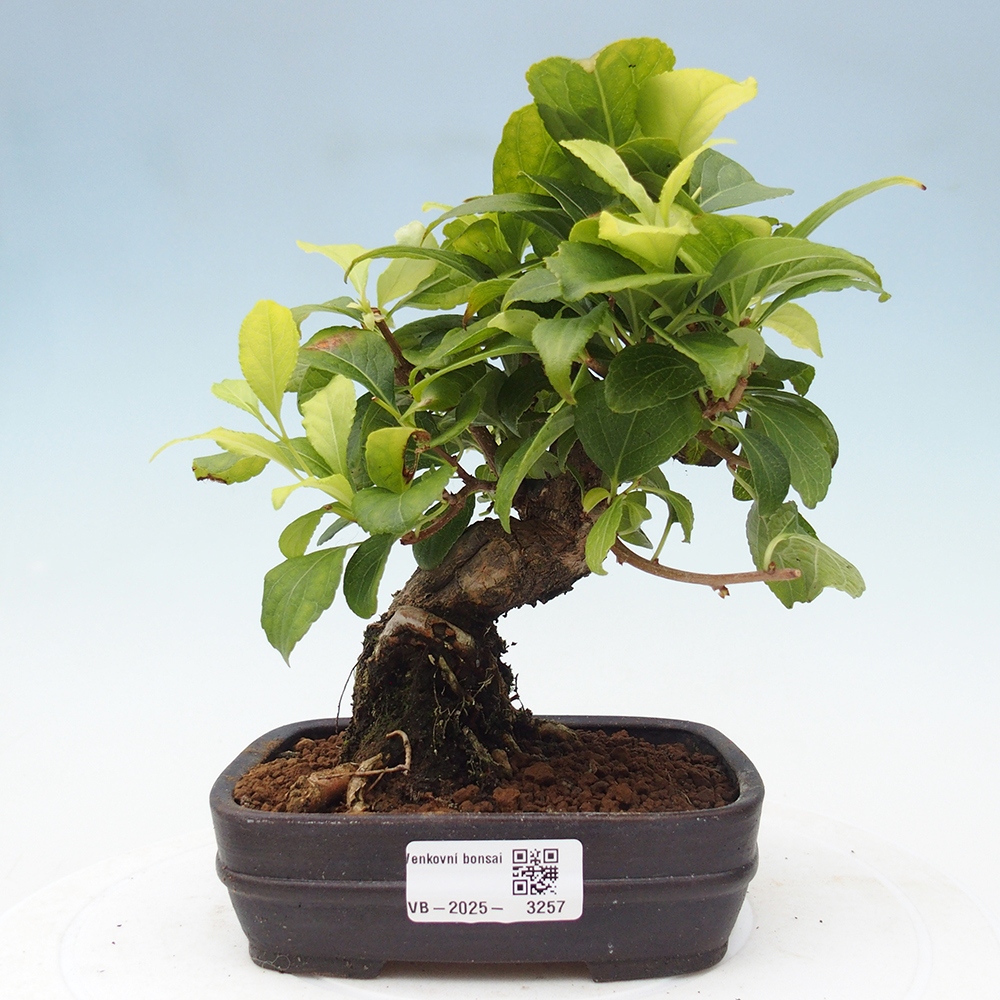 Bonsai na zewnątrz - Celastrus Jesenec
