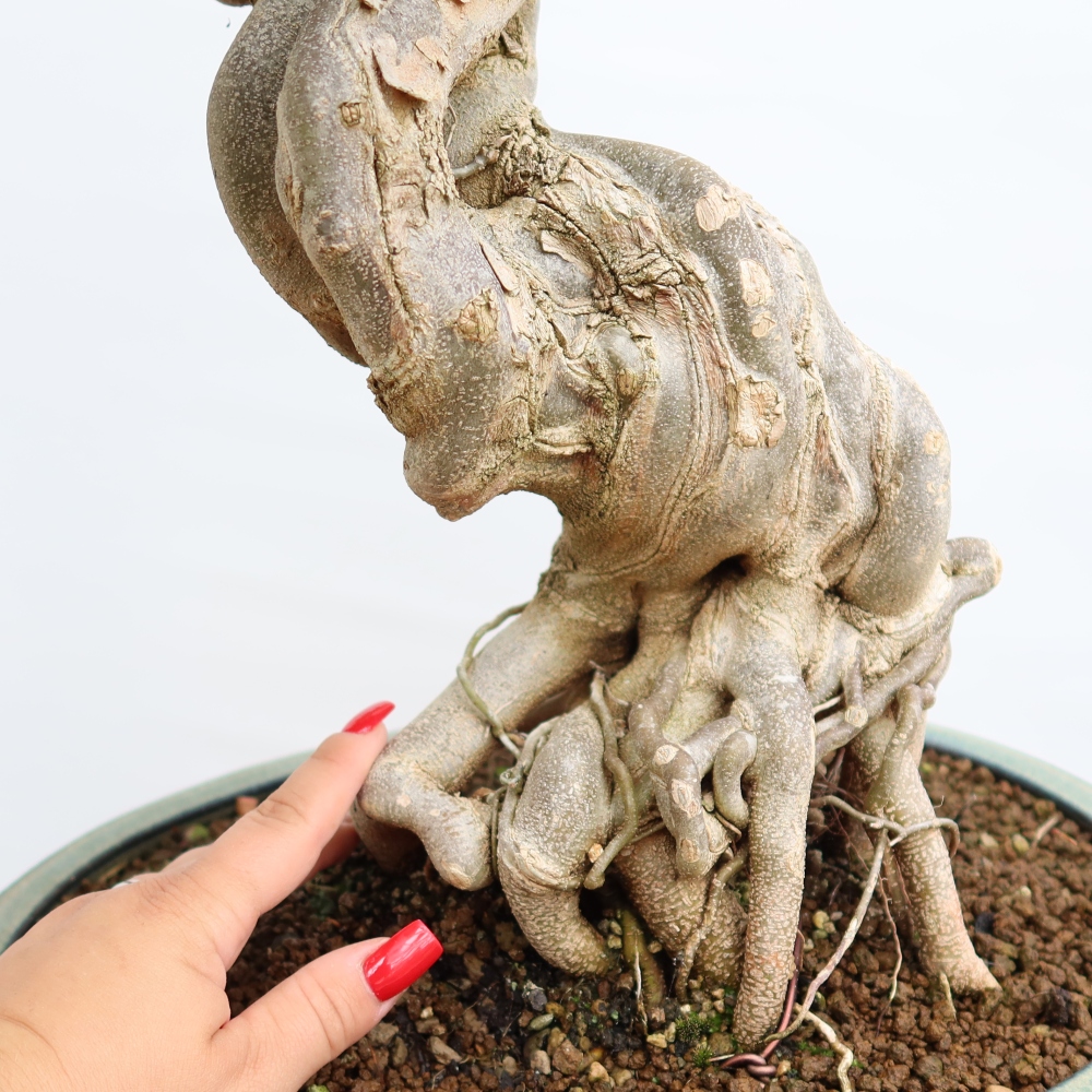 Outdoor bonsai - Klon burgeryjski - Acer burgerianum