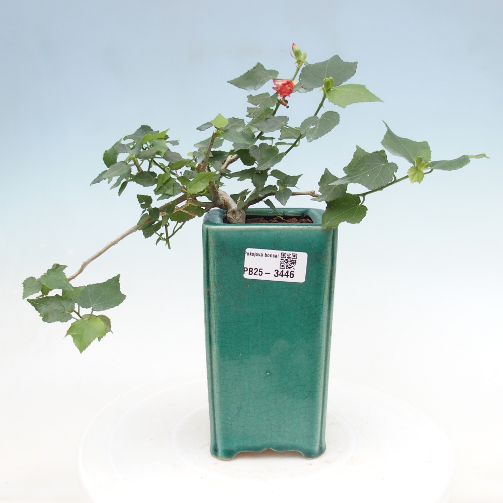 Bonsai domowe - Malvaviscus arboreus