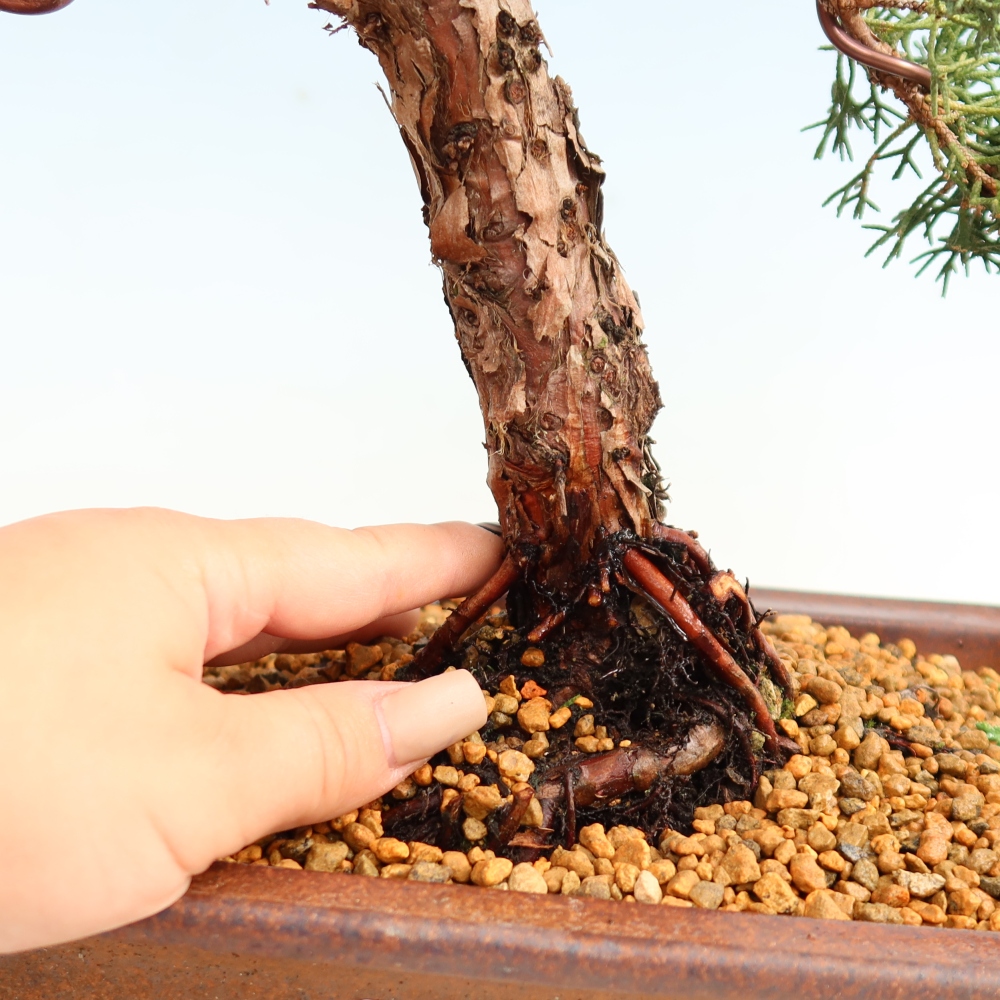 Outdoor bonsai - Juniperus chinensis Kishu