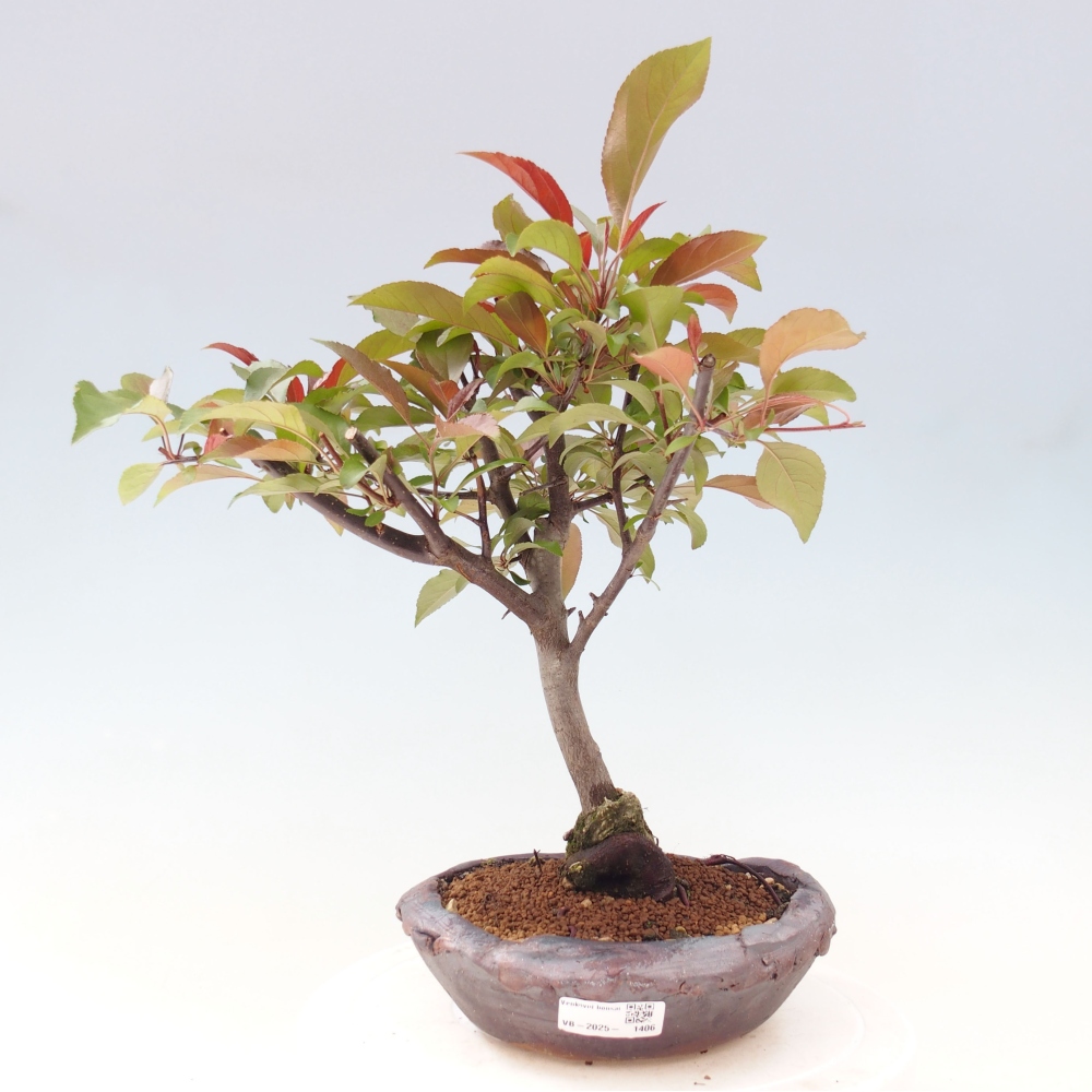 Bonsai zewnętrzne - Malus domowy - Jabłoń czerwonolistna o drobnych owocach