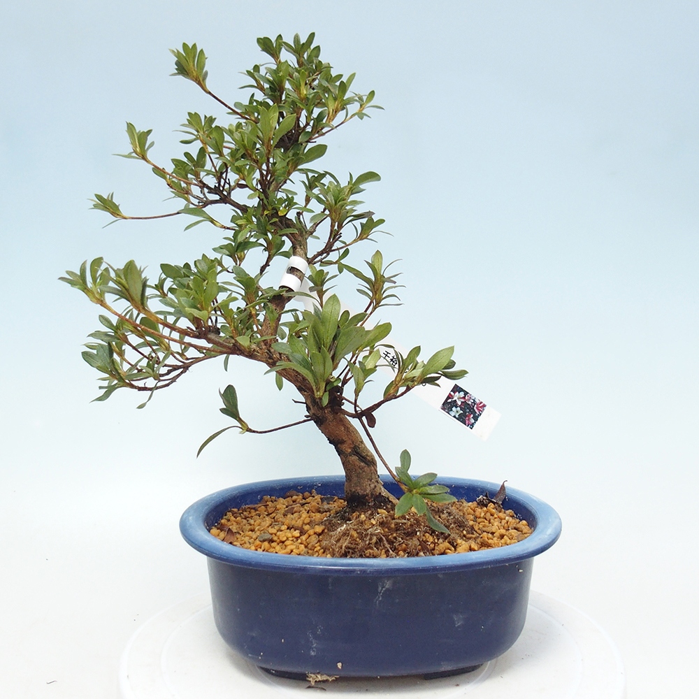 Bonsai zewnętrzne - Azalia japońska - Azalia CHIHIRO
