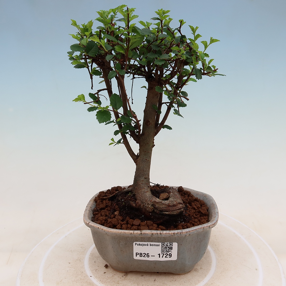 Pokój bonsai - Ulmus parvifolia - Wiąz drobnolistny