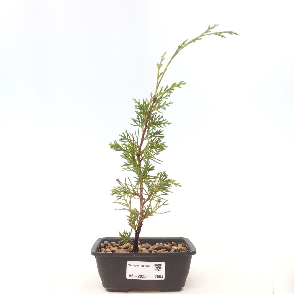 Outdoor bonsai - Juniperus chinensis Itoigawa - Jałowiec chiński