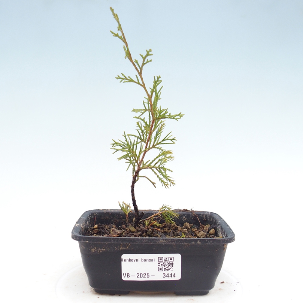 Outdoor bonsai - Juniperus chinensis Itoigawa