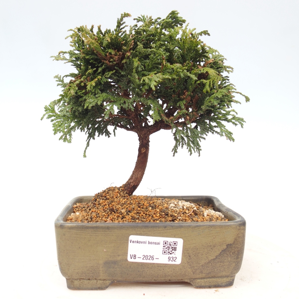 Bonsai zewnętrzne - Cham.pis Parslori - Cyprys